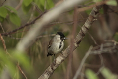 Sakesphoroides cristatus