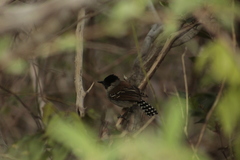 Sakesphoroides cristatus