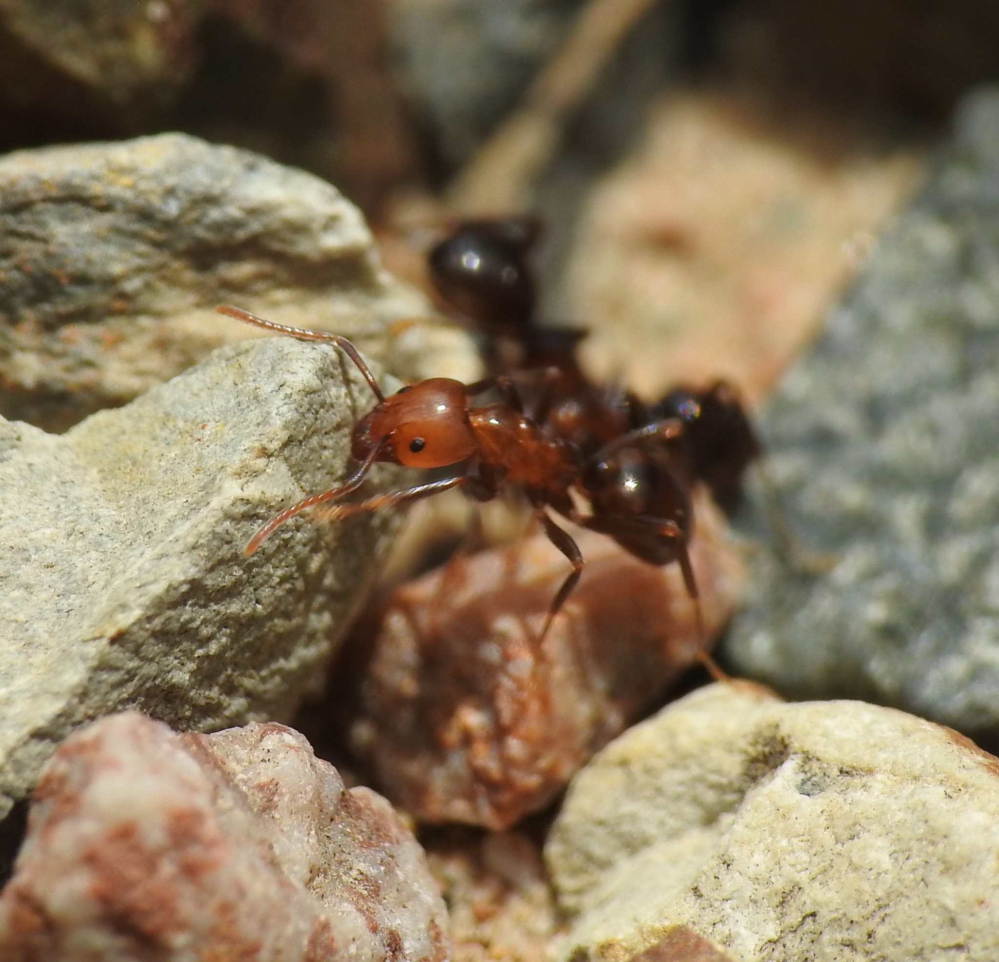 Papyrius