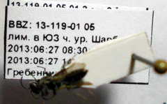 Tachysphex consocius