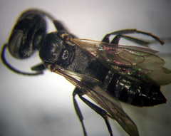 Tachysphex consocius