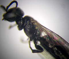 Tachysphex consocius