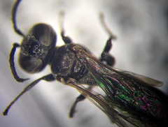 Tachysphex consocius