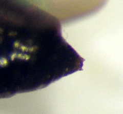 Tachysphex consocius