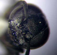 Tachysphex consocius