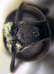 Tachysphex consocius