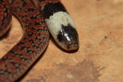 Atractus potschi