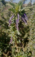 Dunalia spinosa