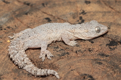 Hemidactylus brasilianus