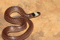 Atractus potschi