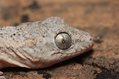 Hemidactylus brasilianus