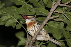 Nystalus maculatus