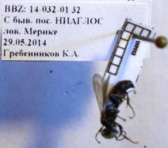 Tachysphex consocius