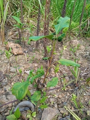 Euphorbia heterophylla