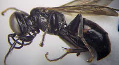 Tachysphex consocius