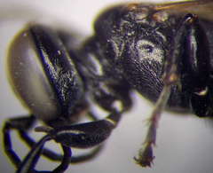 Tachysphex consocius