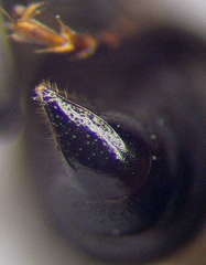 Tachysphex consocius