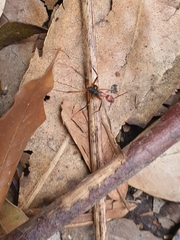 Leptomyrmex tibialis