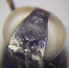 Tachysphex consocius