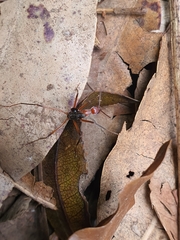 Leptomyrmex tibialis