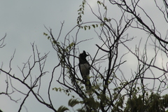 Cyanocorax cyanopogon