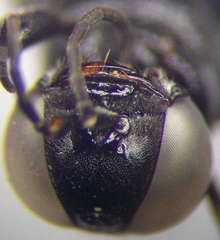Tachysphex consocius