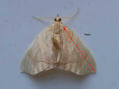 Eulithis gracilineata