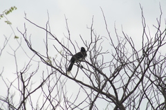 Cyanocorax cyanopogon