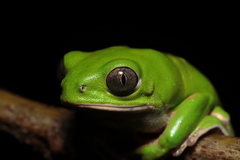 Pithecopus nordestinus