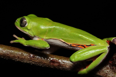 Pithecopus nordestinus