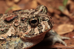 Odontophrynus carvalhoi