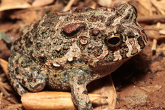 Odontophrynus carvalhoi