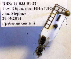 Tachysphex consocius