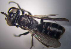 Tachysphex consocius