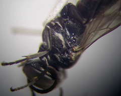 Tachysphex consocius