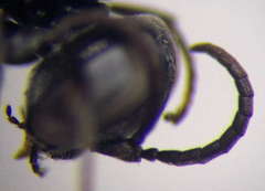 Tachysphex consocius