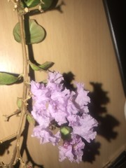 Lagerstroemia speciosa
