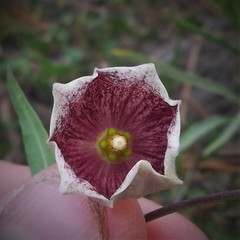 Philibertia gilliesii