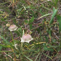 Philibertia gilliesii