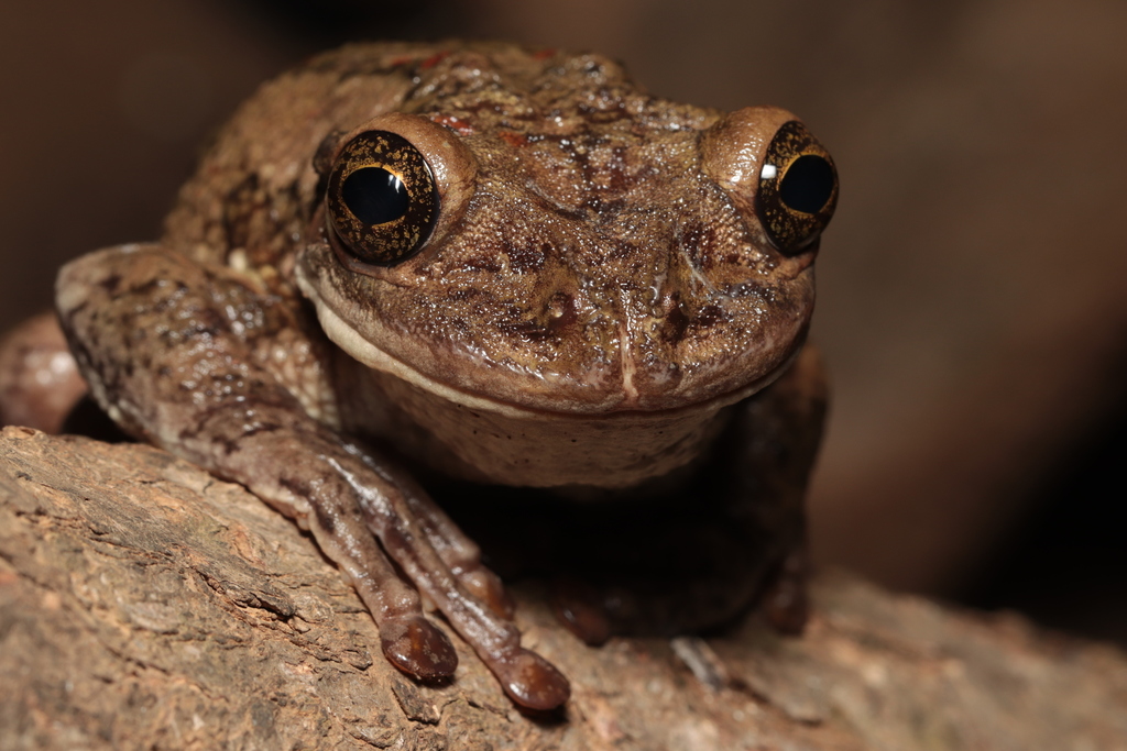 Black-Spotted Casque-Headed Treefrog