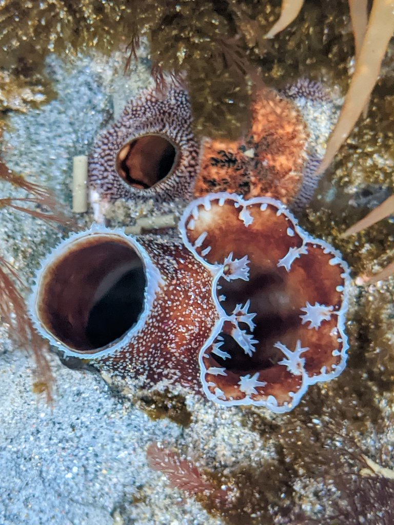 Martesiinae