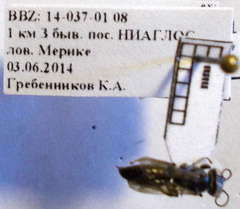 Tachysphex consocius