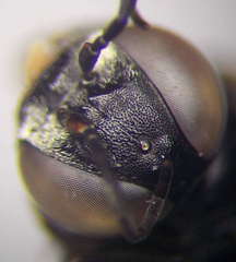 Tachysphex consocius