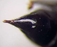 Tachysphex consocius