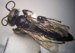 Tachysphex consocius