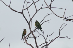 Eupsittula cactorum