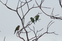 Eupsittula cactorum