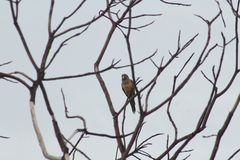 Eupsittula cactorum
