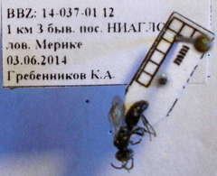 Tachysphex consocius