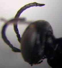 Tachysphex consocius